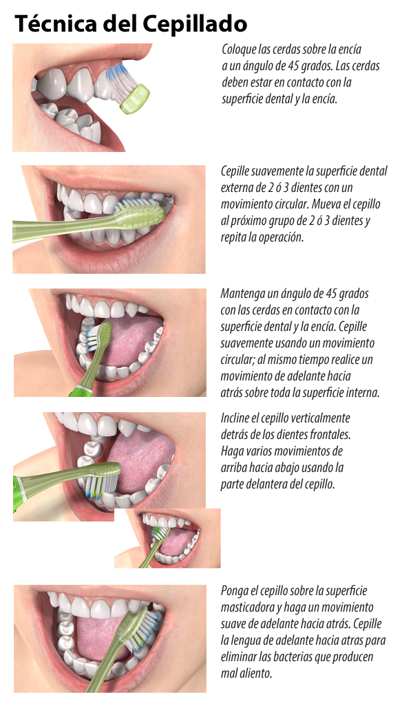 Tipos de cepillos dentales y sus usos